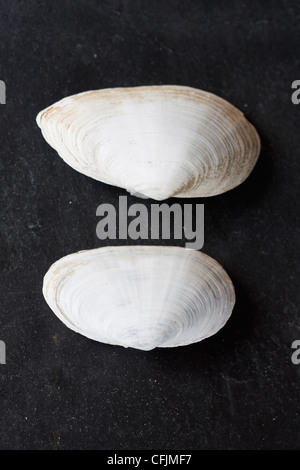 Beautiful seashells Stock Photo