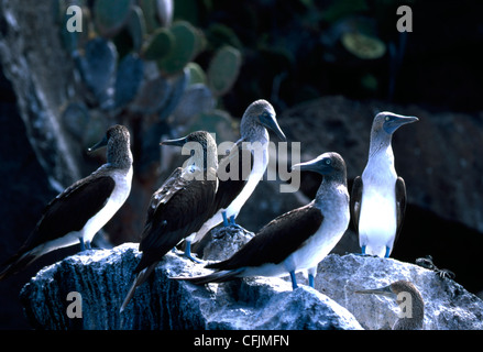 Blue-footed bobby Stock Photo