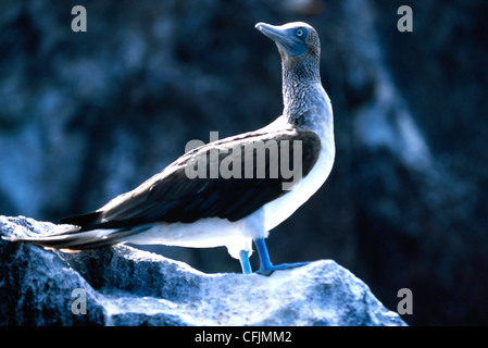 Blue-footed bobby Stock Photo