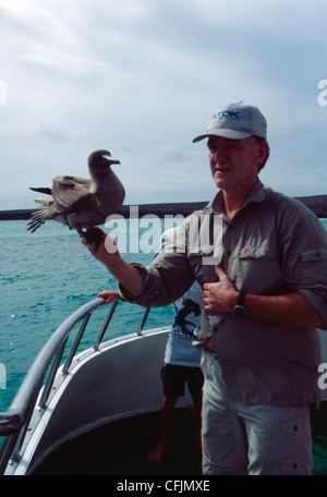 A Blue footed bobby chick held  by of a man Stock Photo