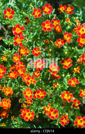 Vibrant yellow and orange edible flowers of Signet Marigold, Tagetes Tenuifolia var Red Gem blooming in a lush green garden. Stock Photo