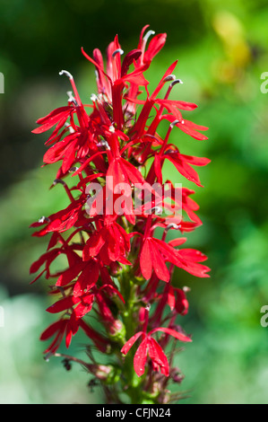 Red flowers of Cardinal Flower, Lobelia Cardinalis, Lobeliaceae Stock Photo