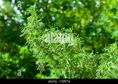 Green conifers of Eastern White Pine, Pinus Strobus Concorta Stock Photo