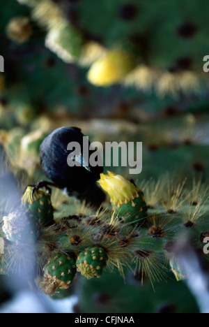 Cactus finch on a pear cactus Stock Photo