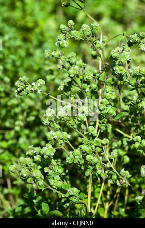 Green plant, herb Marjoram, Origanum majorana, Majorana hortensis Stock Photo