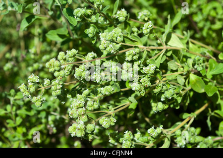 Green plant, herb Marjoram, Origanum majorana, Majorana hortensis Stock Photo