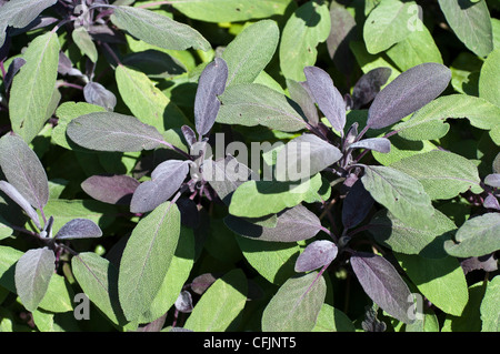 Purple sage, Salvia officinalis Purpurascens, Lamiaceae Stock Photo