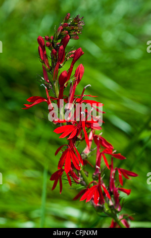 Red flowers of Cardinal Flower, Lobelia Cardinalis, Lobeliaceae Stock Photo