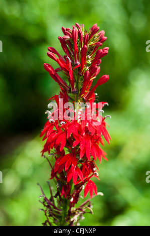 Red flowers of Cardinal Flower, Lobelia Cardinalis, Lobeliaceae Stock Photo