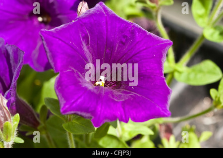Violet, purple flowers of Hybrid Petunia var Supertunia Royal Velvet Stock Photo