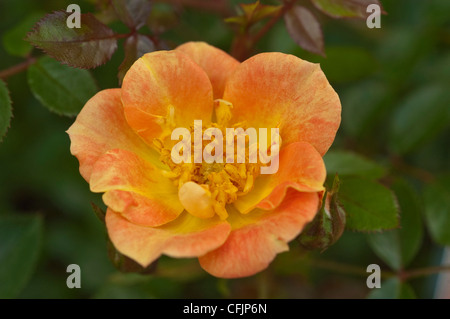 Orange yellow flower close up of Oso Easy Paprika landscape Rose, rosa, rosaceae Stock Photo