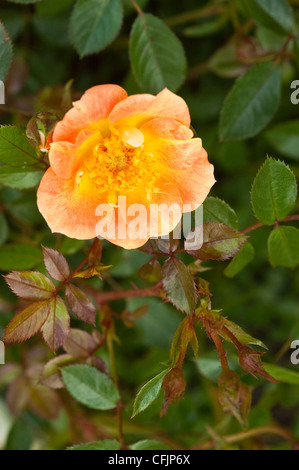 Orange yellow flower close up of Oso Easy Paprika landscape Rose Stock Photo