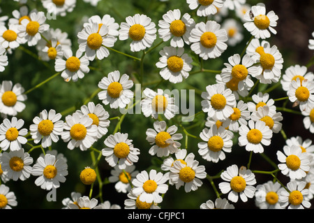 Many white and yellow flowers of Feverfew, Tanacetum parthenium, Asteraceae Stock Photo