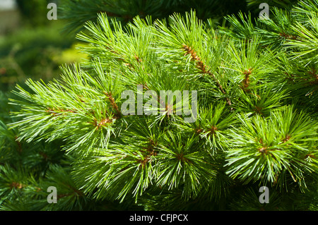 Green conifers of  Eastern White Pine, Pinus Strobus v Blue Shag Stock Photo