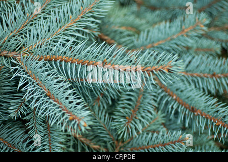 Blue conifers of Coloado Blue Spruce, Picea Pungens v Procumbens  Pinaceae Stock Photo
