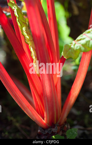 Red stalks and green leaves backlit of Swiss chard, Beta vulgaris subsp. cicla Stock Photo
