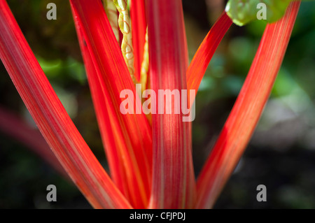 Backlit red stalks and green leaves of Swiss chard, Beta vulgaris subsp. cicla, growing in a garden. Stock Photo