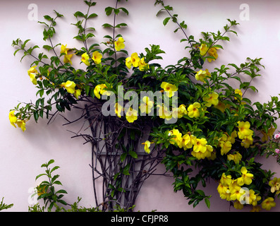 Golden trumpet vine (Yellow allamanda) growing on the side of a house in Bermuda. Stock Photo