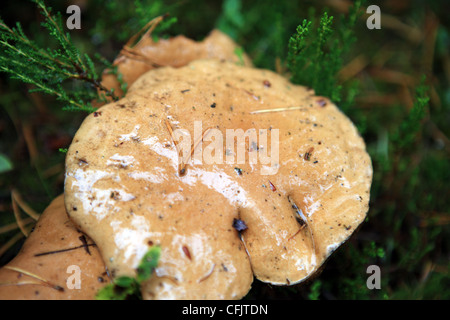 Bovine Bolete also known as Jersey Bolete fungi on the edge of a pine forest in Scotland Stock Photo