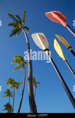 Palms and paddles, Bavaro Beach, Punta Cana, Dominican Republic, West Indies, Caribbean, Central America Stock Photo