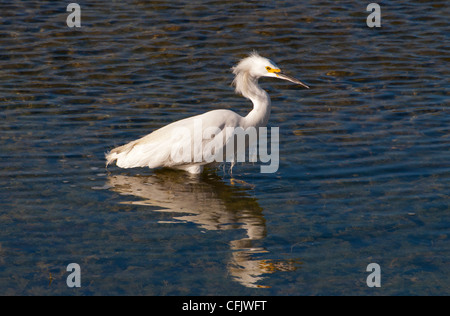 A Snowy Egret reflected in the water.. Stock Photo