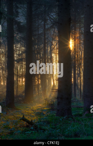 First sunlight on moss and ferns in a dark pine forest. Stock Photo