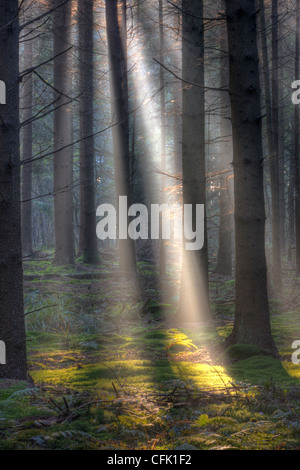 A fairy forest: the first rays of sun lighten up the moss in a dark forest. Stock Photo