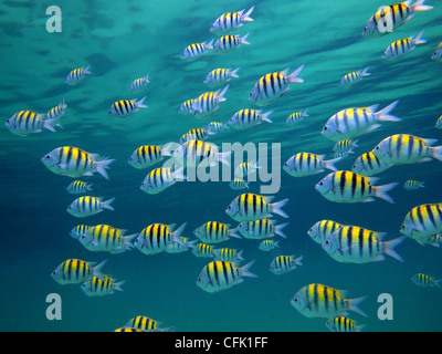 Sergeant-major fish school with water surface in background, underwater Caribbean sea Stock Photo