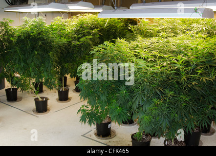 Growing area room for medical medicinal marijuana cannabis plants with lights and many plants underneath. Stock Photo