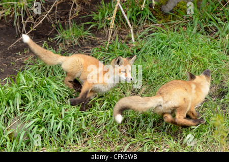 Fox kits at play, Wallowa Valley, Oregon Stock Photo - Alamy