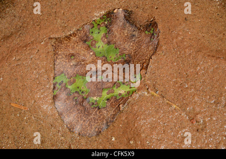 Cottonwood leaf decaying in streambed, Escalante Canyon, Utah. Stock Photo