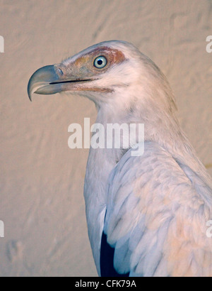 Palmnut Vulture ( gypohierax angolensis) Stock Photo