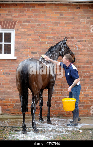 A stable groom washing a racehorse after its exercise on the gallops UK Stock Photo