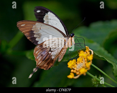 African Mocker Swallowtail (dadanus ochracea) Stock Photo