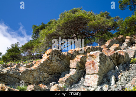 pine tree growing on the stone slope Stock Photo