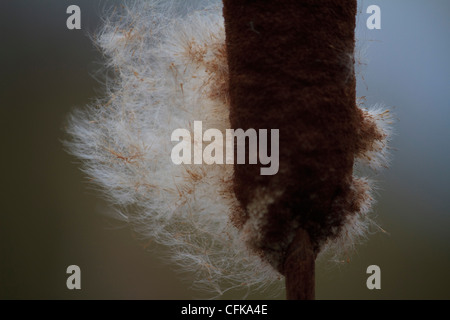 A bulrush or reedmace, typhus, exploding with seeds Stock Photo
