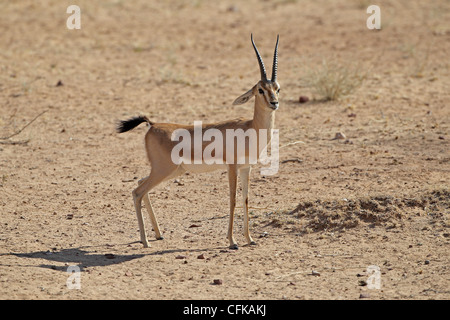 Indian Gazelle or Chinkara Stock Photo