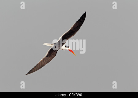 Indian Skimmer in flight Stock Photo