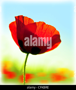 Blooming flower poppy field, big red plant blossom, spring meadow, natural colorful garden glade, abstract floral background Stock Photo