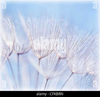 Blue abstract dandelion flower background, extreme closeup with soft focus, beautiful nature details Stock Photo