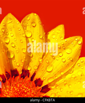 Abstract beautiful flower, colorful floral background , wet yellow petals border, daisy plant over red , nature at spring Stock Photo