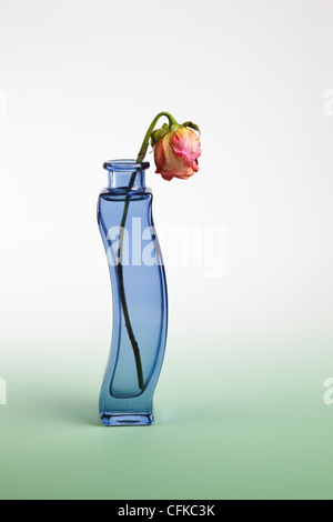 Wilting red Rose in blue Glass Vase Stock Photo