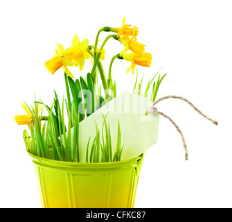 Pot of narcissus flower with blank greeting card, fresh spring plant, Easter and Mother's day gift, vase of yellow flowers Stock Photo
