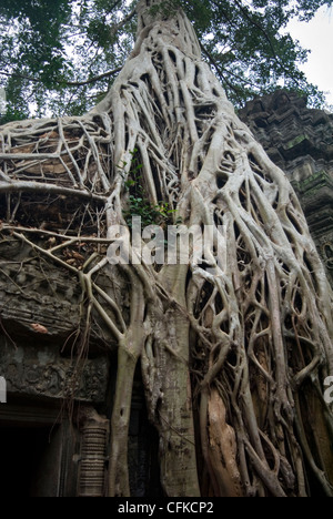 Ta Promh tree roots Stock Photo