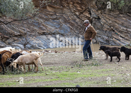 Goat herder with is his dogs tending to his herd Stock Photo