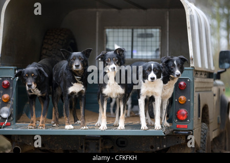 Working sheep dogs in the back of a farm Land Rover Stock Photo
