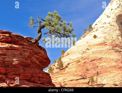 A twisted determined green Ponderosa pine tree juts out of a red orange rock in Zion National Park Utah against a bright blue sky Stock Photo