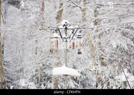 Birds on feeder in winter woodland with snow Brentwood Essex, UK BI022003 Stock Photo