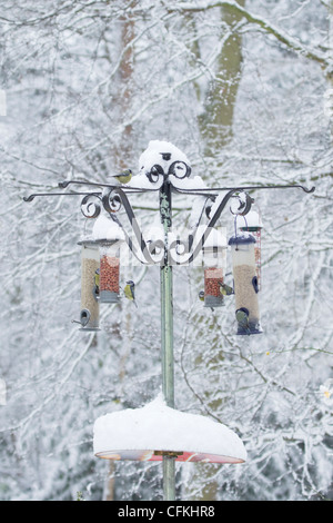 Birds on feeder in winter woodland with snow Brentwood Essex, UK BI022005 Stock Photo