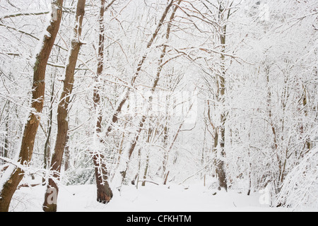 Winter woodland with snow Brentwood Essex, UK LA005547 Stock Photo